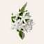 Jasmine
