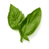 Basil