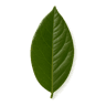 Bay Leaf fragrance note