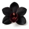 Black Orchid fragrance note