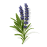 Blue Lavender