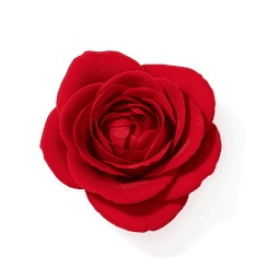 Bulgarian Rose