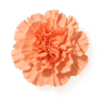 Carnation