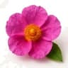 Cistus Incanus fragrance note