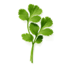 Coriander