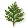 Cypress Leaf
