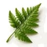 Fern fragrance note