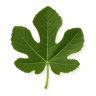 Fig Leaf