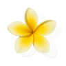 Frangipani