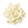Gardenia