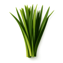 Haitian Vetiver