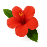 Hibiscus fragrance note