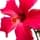 Hibiscus Tea