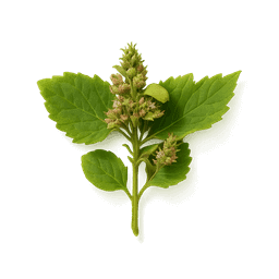 Indonesian Patchouli Leaf fragrance note