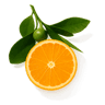 Italian Mandarin