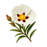 Labdanum