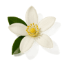 Lemon Blossom fragrance note