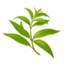 Lemon Verbena fragrance note