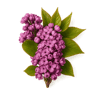 Lilac fragrance note