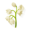 Lily of the Valley fragrance note