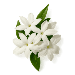 Moroccan Jasmine fragrance note