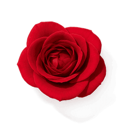 Moroccan Rose fragrance note