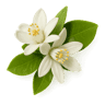 Neroli
