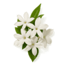 Night Blooming Jasmine fragrance note