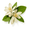 Orange Blossom