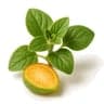 Oregano
