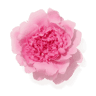Peony