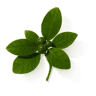 Petitgrain