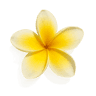 Plumeria