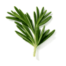 Rosemary