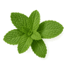 Spearmint