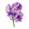 Sweet Pea fragrance note