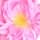 Taif Rose