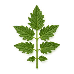 Tomato Leaf fragrance note
