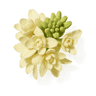 Tuberose