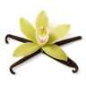 Vanilla fragrance note