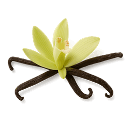 Vanilla Bean fragrance note