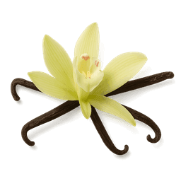 Vanilla Orchid fragrance note