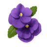 Violet