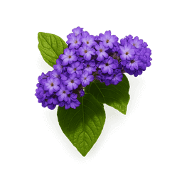 White Heliotrope fragrance note