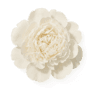 White Peony