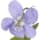 White Violet fragrance note