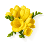 Yellow Freesia fragrance note