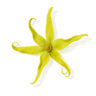 Ylang-ylang