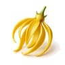 Ylang Ylang fragrance note