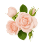 Rose Centifolia fragrance note